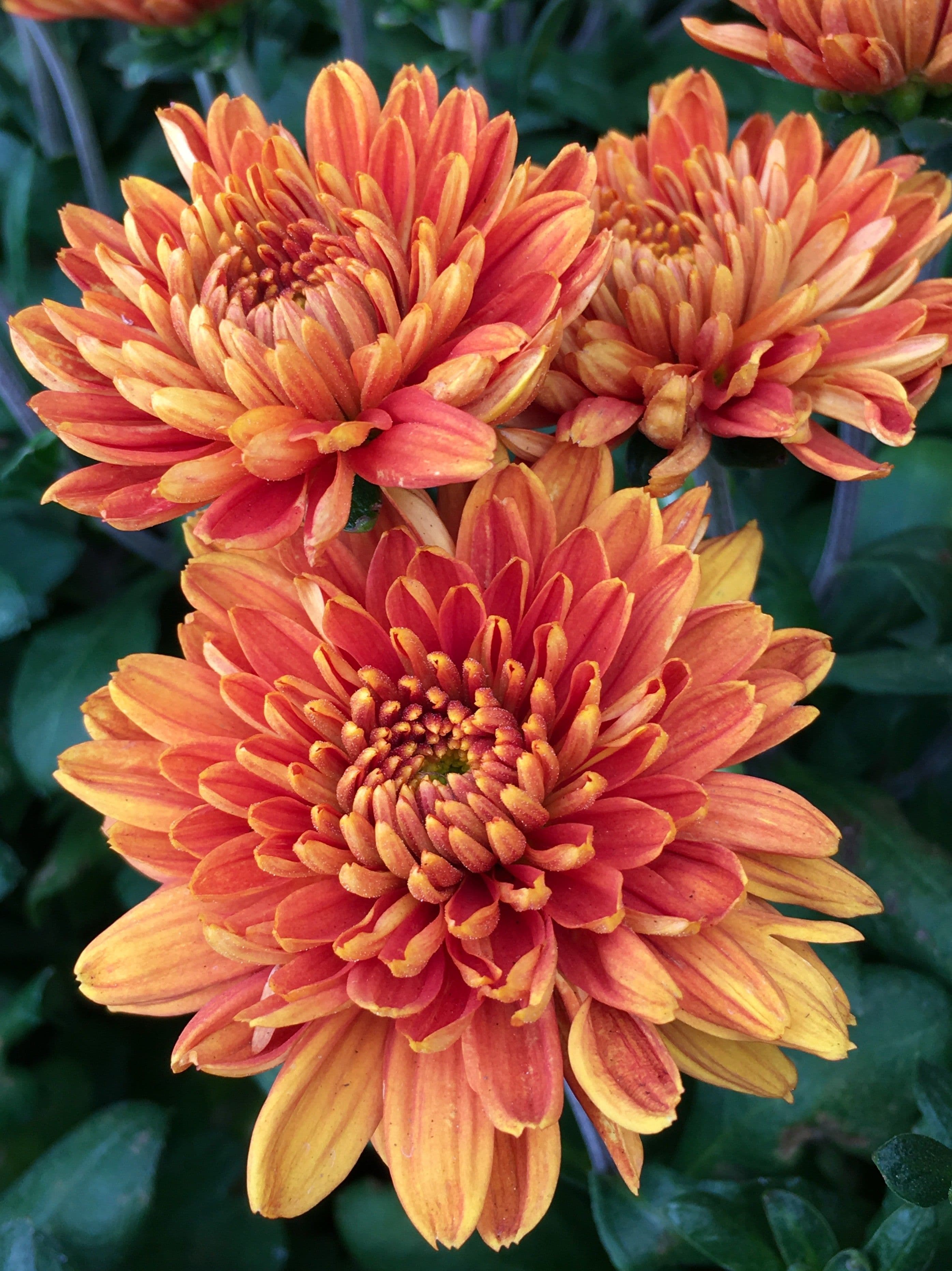 A vibrant mum flower โ the signature bloom behind the name MUM.